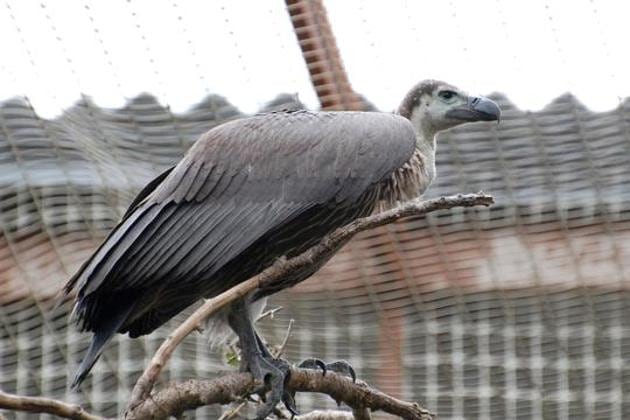 A vulture conservation and breeding centre will be set up at the Haldwani zoo. (Representative Picture/HT File Photo.) A vulture conservation and breeding centre will be set up at the Haldwani zoo. (Representative Picture/HT File Photo.)