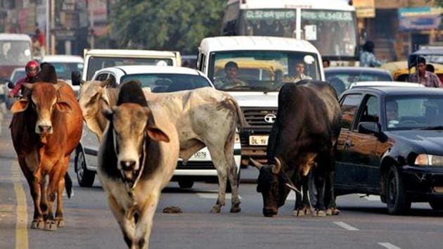 Among other things, the cow is considered sacred by Hindus, and one of the demands right-wing groups has been nationalising a ban on cow slaughter.(Reuters File Photo) Among other things, the cow is considered sacred by Hindus, and one of the demands right-wing groups has been nationalising a ban on cow slaughter.(Reuters File Photo)