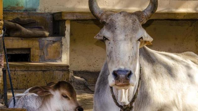On March 25, Swamy had introduced a Private Members’ Bill in the Rajya Sabha that seeks death penalty for those who slaughter cows. (HT File) On March 25, Swamy had introduced a Private Members’ Bill in the Rajya Sabha that seeks death penalty for those who slaughter cows. (HT File)