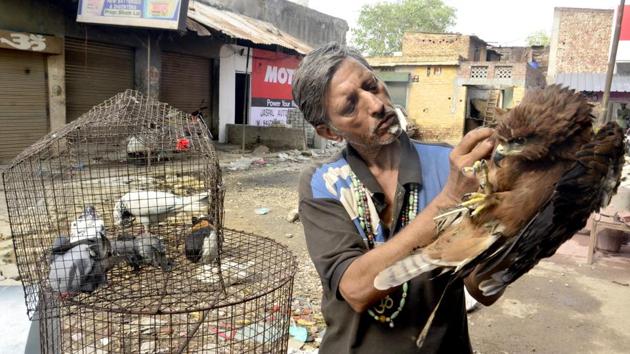 Pardeep Kumar more than 300 animals in his brood which includes 200 pigeons who are with him since two decades, a herd of rabbits, ducks, monkey who is living with him past 15 years, cats, a few vultures and eagles with whom he connects making different noises. (Sameer Sehgal/HT Photo)