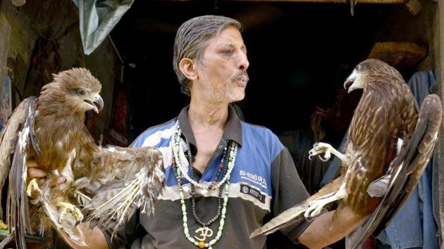 Pardeep Kumar (56) leaves many staggered with his calm composure when dealing with injured vultures and eagles, only an expert like him can do that with his soothing whistle technique and his miracle touch. (Sameer Sehgal/HT Photo)