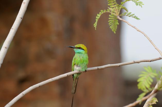 A green bee-eater sparrow. Once one of the city’s commonly sighted birds, the sparrows have declined in number over time. (Parveen Kumar/HT PHOTO) A green bee-eater sparrow. Once one of the city’s commonly sighted birds, the sparrows have declined in number over time. (Parveen Kumar/HT PHOTO)
