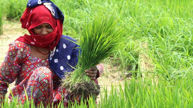 A worker in a paddy field on the outskirts of Amritsar. (Nancy Sohal/HT)