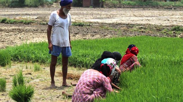 Daily wagers working on paddy seedlings before planting in the field near the village Verka on the outskirts of Amritsar. Punjab has been contributing up to half the rice in the country’s food pool. (Nancy Sohal/HT)