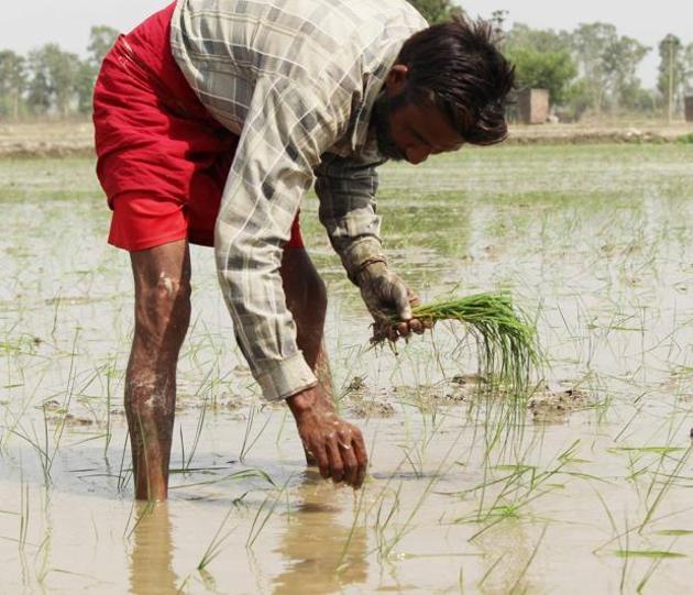 A worker trasplanting paddy plants in a field on the outskirts of Amritsar. (Nancy Sohal/HT)