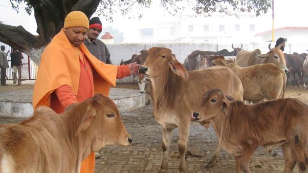 Uttar Pradesh chief minister Yogi Adityanath feeding cows at the gaushala, Gorakhpur (Representative/File Photo)(HT FILE)