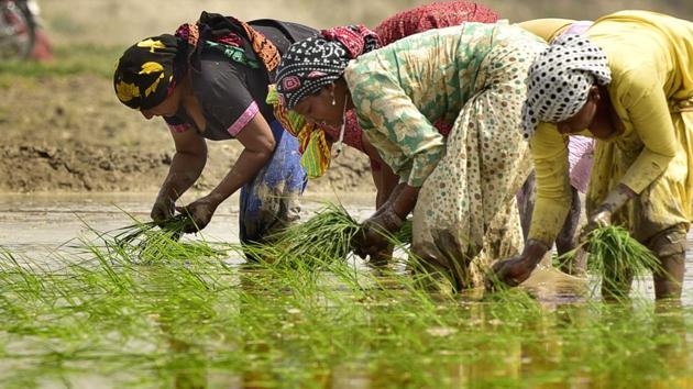 Workers trasplanting paddy seedlings in a field on the outskirts of Amritsar. (Gurpreet Singh/HT)
