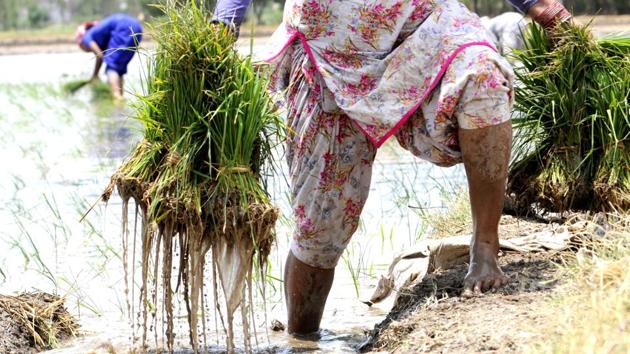 Labourers at work in a paddy field at Khera village near Patiala. (Bharat Bhushan/HT)