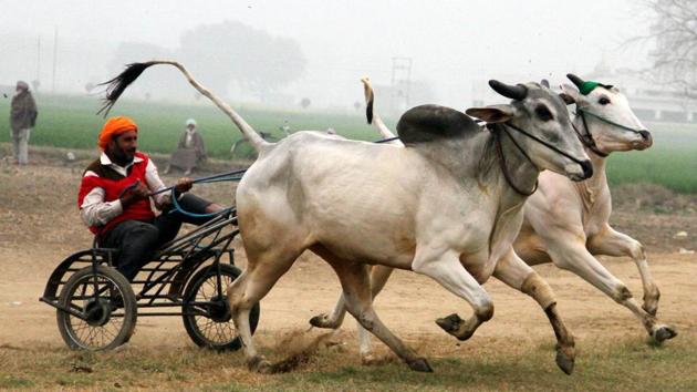 Bullock cart race underway at the 78th Kila Raipur Sports Festival at the village near Ludhiana on February 1, 2014. (JS Grewal/HT File Photo) Bullock cart race underway at the 78th Kila Raipur Sports Festival at the village near Ludhiana on February 1, 2014. (JS Grewal/HT File Photo)