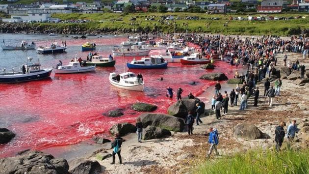 The killing of the mammals on such a large scale has turned the sea red, prompting criticism from animal rights organisations as well. (Shutterstock\filephoto from 2010) Graphic images: viewer discretion is advised.