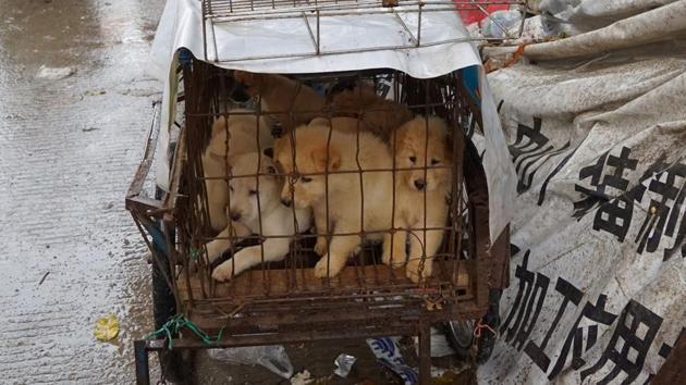 Puppies are seen in a cage at a dog meat market in Yulin, in China's southern Guangxi region. (AFP) Puppies are seen in a cage at a dog meat market in Yulin, in China's southern Guangxi region. (AFP)