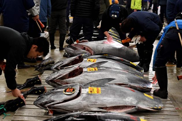 File photo of fishmongers checking bluefin tuna at the Tsukiji fish market in Tokyo. (AFP) File photo of fishmongers checking bluefin tuna at the Tsukiji fish market in Tokyo. (AFP)