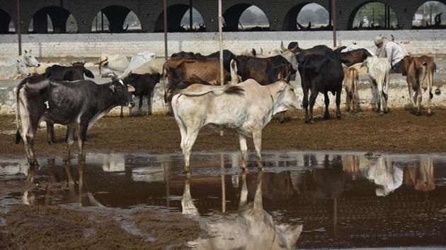 TThe Ghuman Hera Gramin Gaushala in Najafgarh .(Vipin Kumar/HT PHOTO)