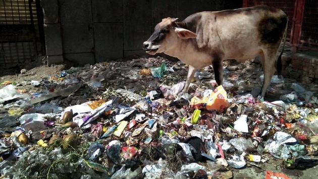 Cows foraging through garbage for food in east Delhi.(PTI FILE PHOTO)