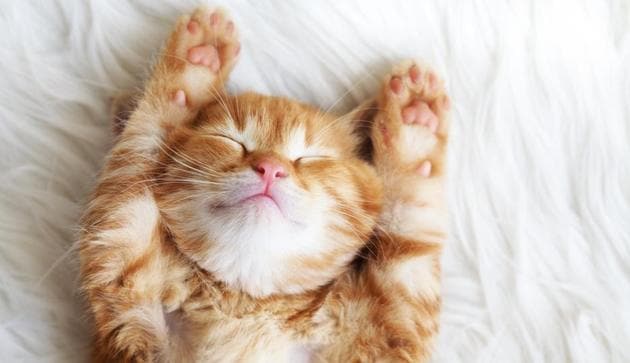 Cats are descendants of wild ancestors that learned to live with people and became relatively tame. (Shutterstock) Cats are descendants of wild ancestors that learned to live with people and became relatively tame. (Shutterstock)