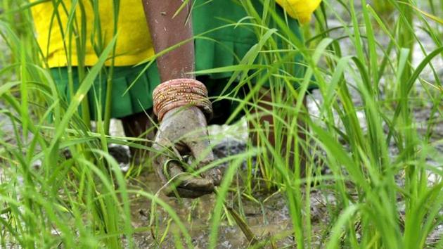 Around 92.5% of the state’s farmers fall in the small and medium categories whose loans of up to Rs.1 lakh have been waived. (Burhaan Kinu/HT File) Around 92.5% of the state’s farmers fall in the small and medium categories whose loans of up to Rs.1 lakh have been waived. (Burhaan Kinu/HT File)