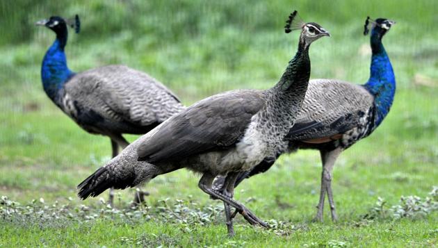 Living in groups of eight to 10, they don’t suffer indiscipline and boot out rebels. (Ravi Kumar/HT)