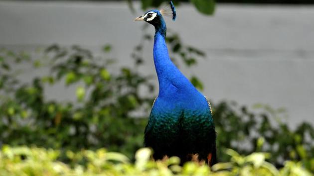 A peacock’s tail feathers can reach up to six feet long and make up about 60%. (Ravi Kumar/HT)
