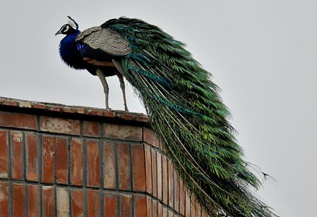 They enjoy sitting on a high perch from where they can survey their surrounds, and alert others against any outsider. . (Ravi Kumar/HT)