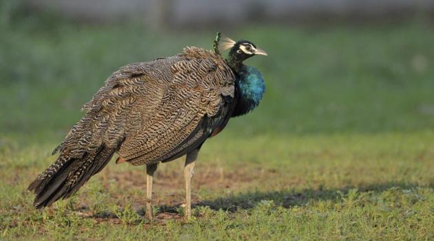 Peacock feathers are covered with small crystals that glitter and attract the attention of the opposite sex. These crystal like structures reflect light and bring about the fluorescent look to the feathers. (Ravi Kumar/HT)