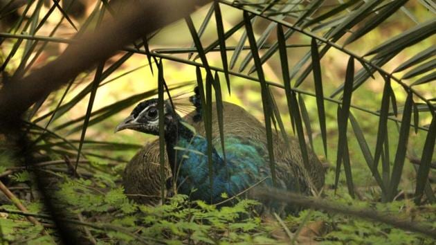 These birds, who have a lifespan of 10 to 12 years, feed on insects, seeds, fruits and sometimes even snakes.. (Ravi Kumar/HT)