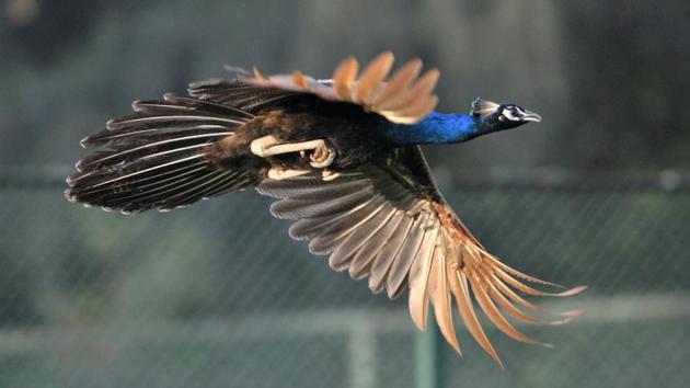 These feathered beauties live in isolation in a park which is out of bound for humans and is guarded by the forest department. (Ravi Kumar/HT)