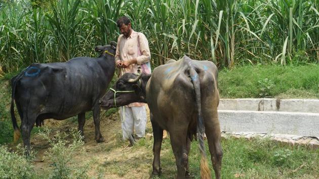 Cattle sales are down to 10 percent at the Banat market in western Uttar Pradesh.(Shubham Gupta / HT)