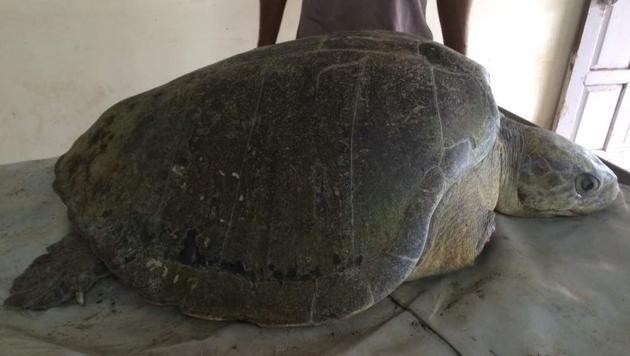 The Olive Ridley turtle that was found with no right flipper at Dahanu on Friday.(HT)