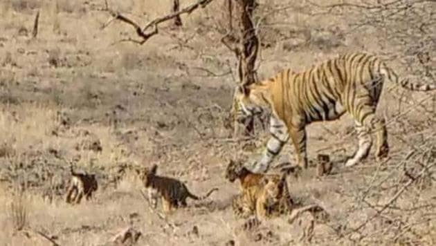 Tigress T-19 with her four cubs near Lakada area of Zone 4 of the reserve in Sawai Madhopur district. (HT PHOTO) Tigress T-19 with her four cubs near Lakada area of Zone 4 of the reserve in Sawai Madhopur district. (HT PHOTO)