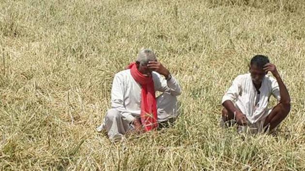 Farmers at their field in Rajasthan. (HT file Photo/ Picture for representation purpose only) Farmers at their field in Rajasthan. (HT file Photo/ Picture for representation purpose only)