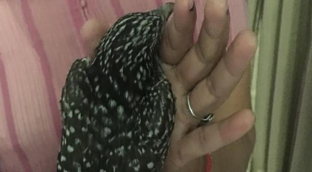 A maid rescued a juvenile Asian koel from crows at the garden of a bungalow in Sector 2, Chandigarh. (Opinder Kaur Sekhon) A maid rescued a juvenile Asian koel from crows at the garden of a bungalow in Sector 2, Chandigarh. (Opinder Kaur Sekhon)
