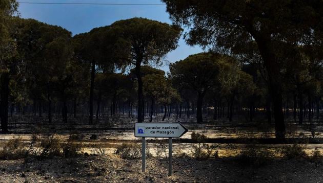 A picture taken on July 25, 2017 shows a burnt area after a wildfire in Mazagon, at the Donana National Park. More than 1,500 people were evacuated as a precaution on June 25, 2017 after a fire broke out at a nature reserve in southern Spain famed for its biodiversity. (AFP Photo) A picture taken on July 25, 2017 shows a burnt area after a wildfire in Mazagon, at the Donana National Park. More than 1,500 people were evacuated as a precaution on June 25, 2017 after a fire broke out at a nature reserve in southern Spain famed for its biodiversity. (AFP Photo)