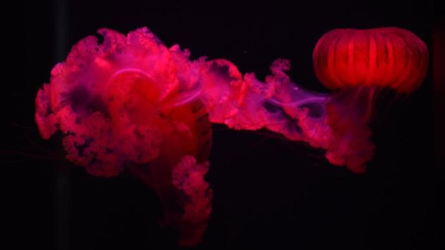 A Jellyfish is illuminated at Mystic Aquarium in Mystic, Connecticut. on June 18, 2017. The aquarium was founded in 1973. (Timothy A. Clary/AFP)