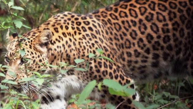 The last census in 2008 estimated the leopard population at 2,335 in Uttarakhand.(HT File)