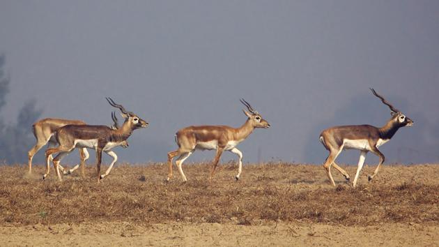 Blackbucks in their habitat in the Abohar-Fazilka Wildlife Sanctuary.(HT file photo)