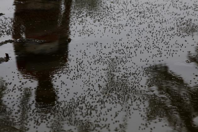 According to officials, despite repeated requests to prevent collection of clean water at construction sites, breeding of mosquitoes had been found due to negligence of owners/contractors. According to officials, despite repeated requests to prevent collection of clean water at construction sites, breeding of mosquitoes had been found due to negligence of owners/contractors.