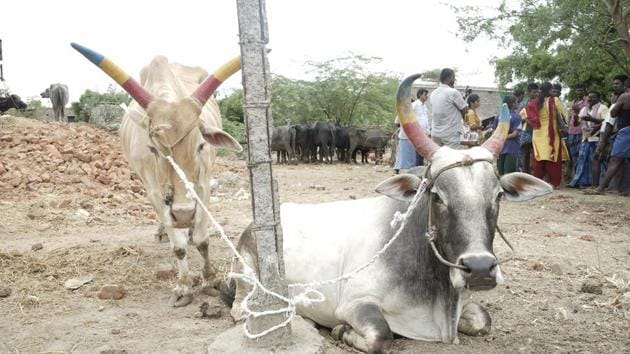 Sales have dropped and hundreds of cows remain unsold at the market. (G Rajaram) Sales have dropped and hundreds of cows remain unsold at the market. (G Rajaram)