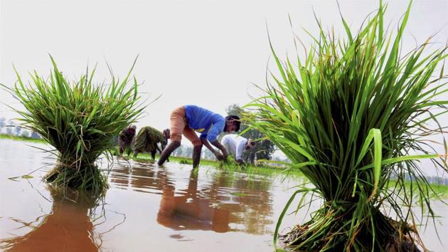 Debt is now the primary reason in more than half of all suicides by farmers nationwide.(PTI) Debt is now the primary reason in more than half of all suicides by farmers nationwide.(PTI)