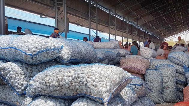 The farmer, Murlidhar Meena, was reportedly unable to sell his garlic crop at the desired price. (HT File/AH Zaidi) The farmer, Murlidhar Meena, was reportedly unable to sell his garlic crop at the desired price. (HT File/AH Zaidi)