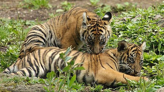 A couple of tigers get comfortable in Sariska. (HT photo) A couple of tigers get comfortable in Sariska. (HT photo)