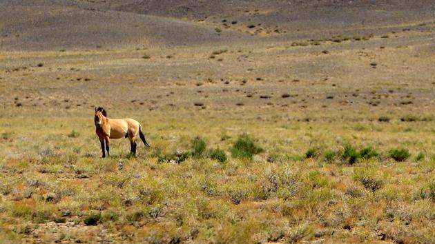The horses are short and muscular, smaller than most domesticated horses and a little more than 4ft (1.2m). Their coats range from brown to dun, with a pale underbelly and muzzle. A dark dorsal stripe runs from the mane, down the spine, to a black-ish tail. Unlike domestic horses, their mane is short and stands upward, like a mohawk. (David W Cerny / REUTERS) The horses are short and muscular, smaller than most domesticated horses and a little more than 4ft (1.2m). Their coats range from brown to dun, with a pale underbelly and muzzle. A dark dorsal stripe runs from the mane, down the spine, to a black-ish tail. Unlike domestic horses, their mane is short and stands upward, like a mohawk. (David W Cerny / REUTERS)