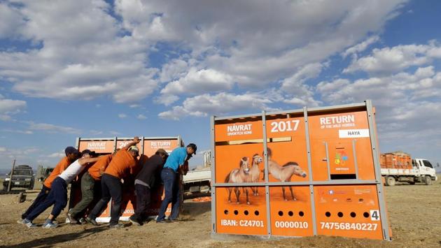 Mongolian workers unload containers containing Przewalski's horses at Takhin Tal National Park. (David W Cerny / REUTERS) Mongolian workers unload containers containing Przewalski's horses at Takhin Tal National Park. (David W Cerny / REUTERS)