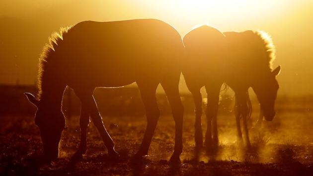 Przewalski's horses graze at the acclimatisation enclosure in the early morning hours at the Takhin Tal National Park, part of the Great Gobi B Strictly Protected Area, in south-west Mongolia. (David W Cerny / REUTERS) Przewalski's horses graze at the acclimatisation enclosure in the early morning hours at the Takhin Tal National Park, part of the Great Gobi B Strictly Protected Area, in south-west Mongolia. (David W Cerny / REUTERS)