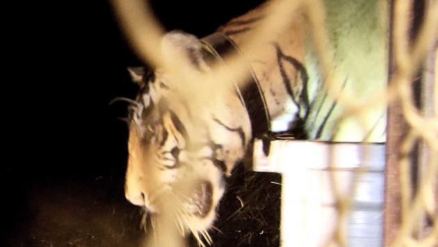 Tiger ST-13 being released into Sariska forest.(HT Photo) Tiger ST-13 being released into Sariska forest.(HT Photo)