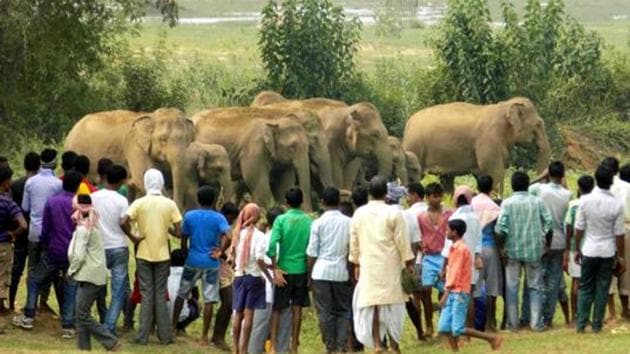 Villagers are losing lifestock and crops to human wildlife conflict and mitigation measures are failing, according to a new report. (Sanjoy Dey/ HT File Photo) Villagers are losing lifestock and crops to human wildlife conflict and mitigation measures are failing, according to a new report. (Sanjoy Dey/ HT File Photo)