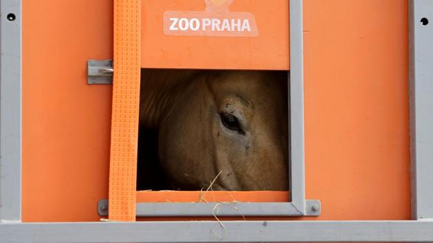 A Przewalski's horse peers out of a container on the way to Takhin Tal National Park. (David W Cerny/REUTERS) A Przewalski's horse peers out of a container on the way to Takhin Tal National Park. (David W Cerny/REUTERS)