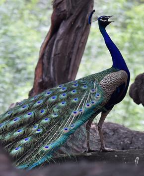 Peacocks are the only residents in the abandoned township of the Instrumentation Limited in Kota. (PTI) Peacocks are the only residents in the abandoned township of the Instrumentation Limited in Kota. (PTI)