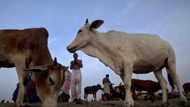Cows stray around as a Hindu devotee offers prayers at Sangam in Allahabad.(AP File Photo)
