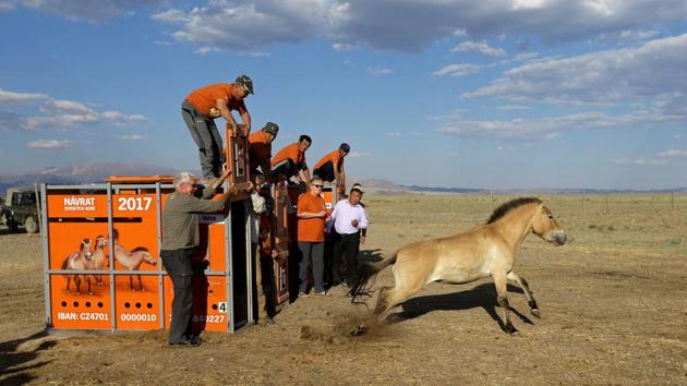 A Przewalski's horse leaves its container after being released at Takhin Tal National Park. (David W Cerny / REUTERS) A Przewalski's horse leaves its container after being released at Takhin Tal National Park. (David W Cerny / REUTERS)