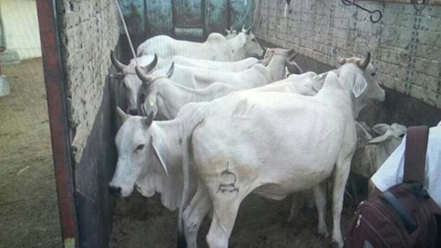 Seven cows and a calf were being transported in a mini-lorry.(HT File) Seven cows and a calf were being transported in a mini-lorry.(HT File)